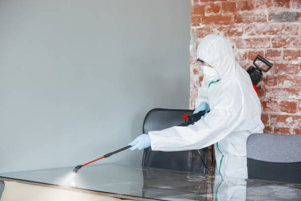 Why You Should Choose Our Mold Remediation Services in Calimesa, CA