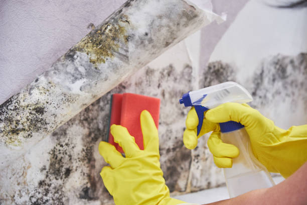 Trusted Calimesa, CA Mold Removal Services Experts